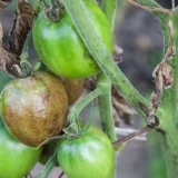 Da li je moguće koristiti trichopolum protiv fitoftore?